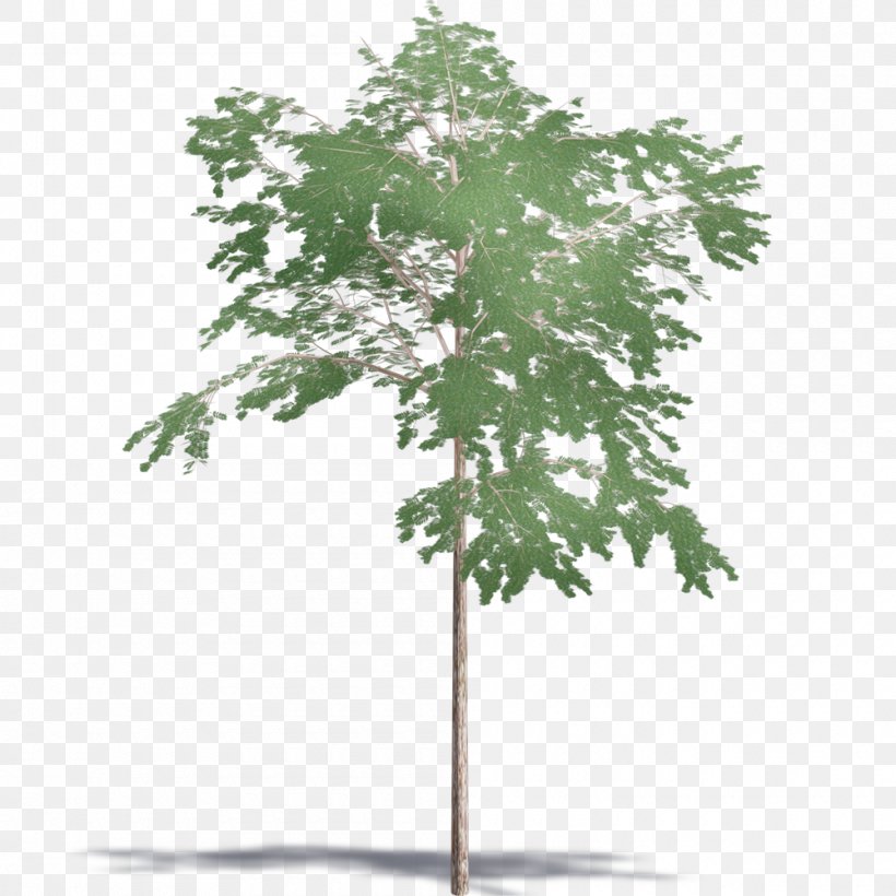 Branch Plant Stem Leaf, PNG, 1000x1000px, Branch, Flowerpot, Leaf, Plant, Plant Stem Download Free