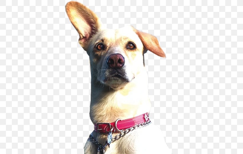Dog Breed Dog Collar Breed Group (dog), PNG, 564x518px, Dog Breed, Animal, Beach, Breed, Breed Group Dog Download Free