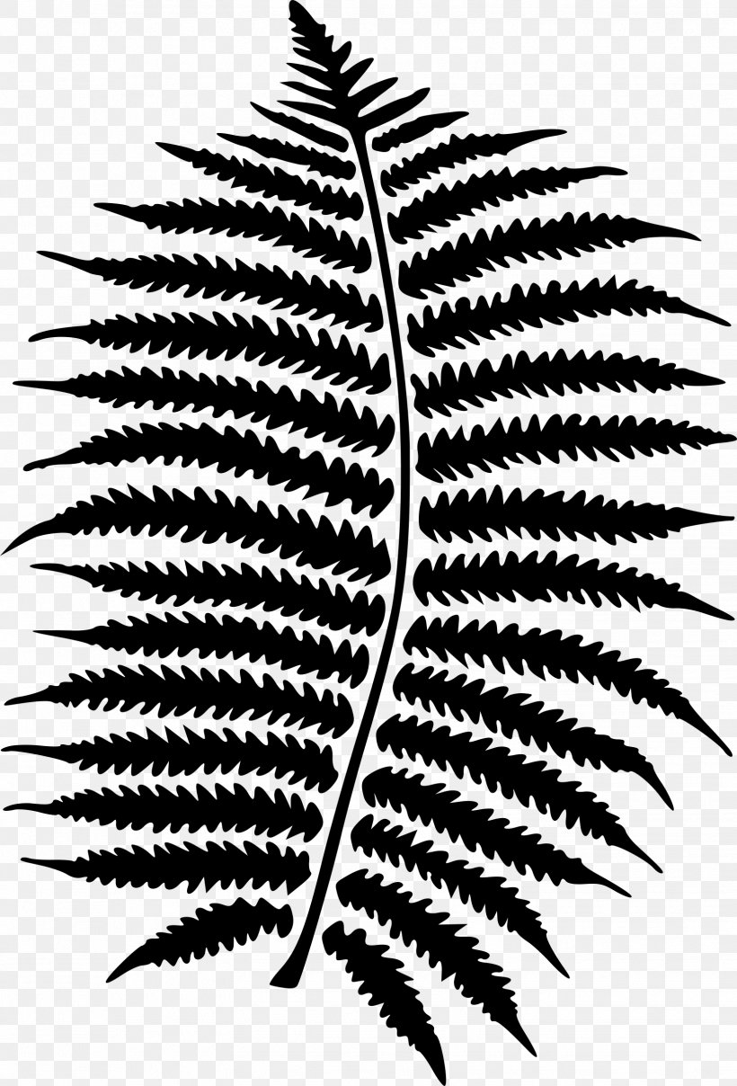 Fern Leaf Plants Poster Design, PNG, 1628x2400px, Fern, Blackandwhite, Botany, Diplazium Esculentum, Ecology Download Free