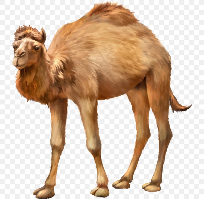 Bactrian Camel Dromedary Animal Herbivore, PNG, 800x800px, Bactrian Camel, Arabian Camel, Camel, Camel Like Mammal, Dromedary Download Free