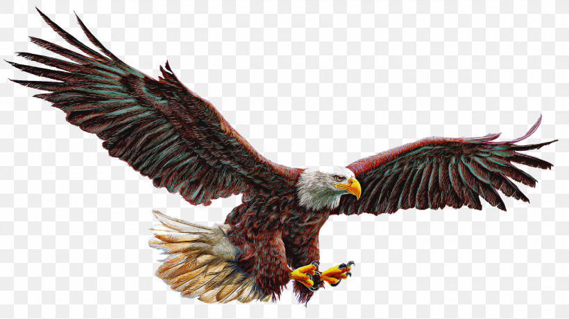 Bird Bird Of Prey Eagle Accipitridae Bald Eagle, PNG, 1920x1080px, Bird, Accipitridae, Bald Eagle, Beak, Bird Of Prey Download Free