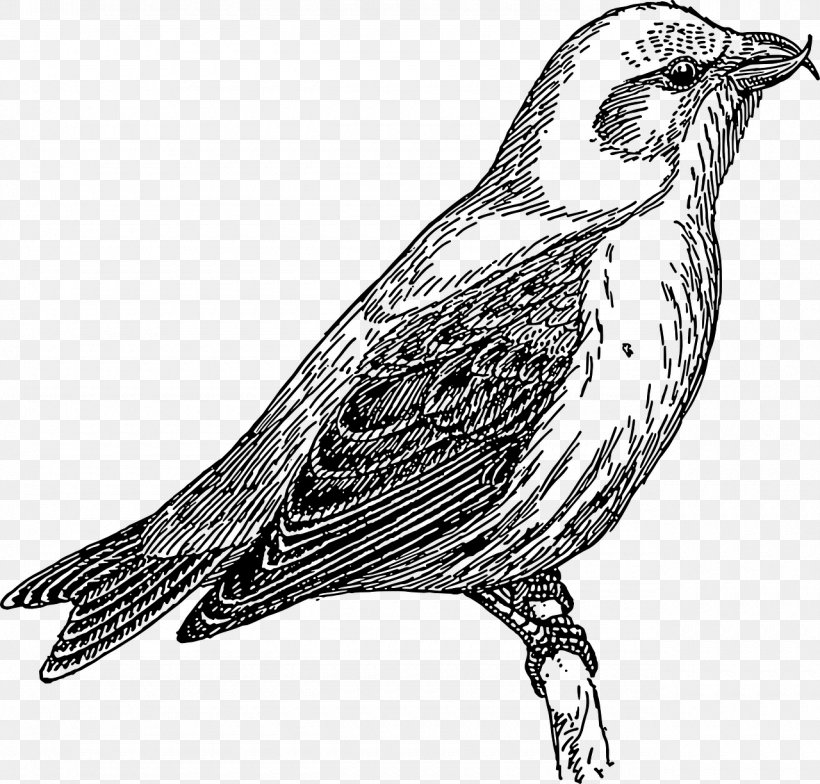 Bird Cuckoos Common Cuckoo Oriental Cuckoo Clip Art, PNG, 1280x1224px, Bird, Art, Beak, Black And White, Common Cuckoo Download Free