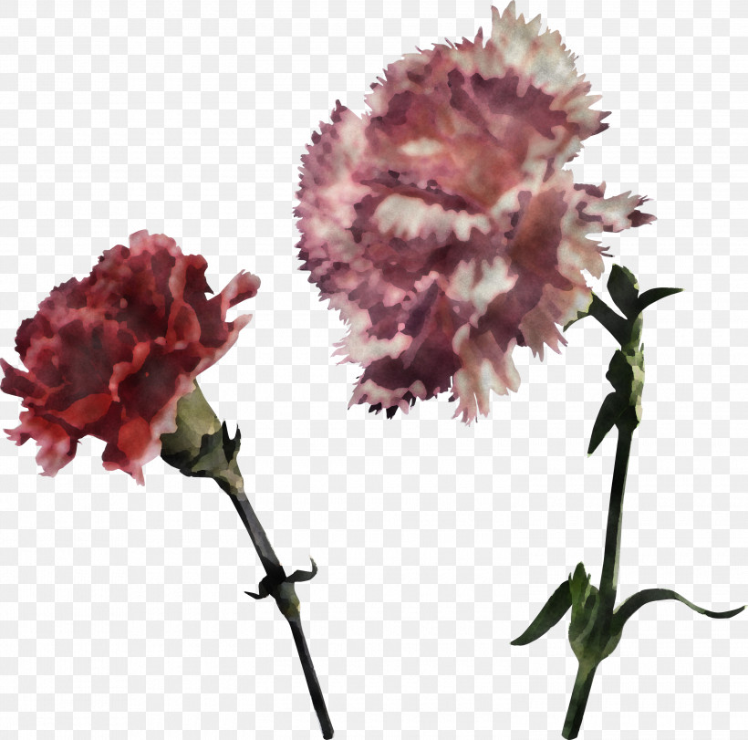 Flower Plant Carnation Cut Flowers Pink, PNG, 3000x2970px, Flower, Carnation, Cut Flowers, Dianthus, Petal Download Free