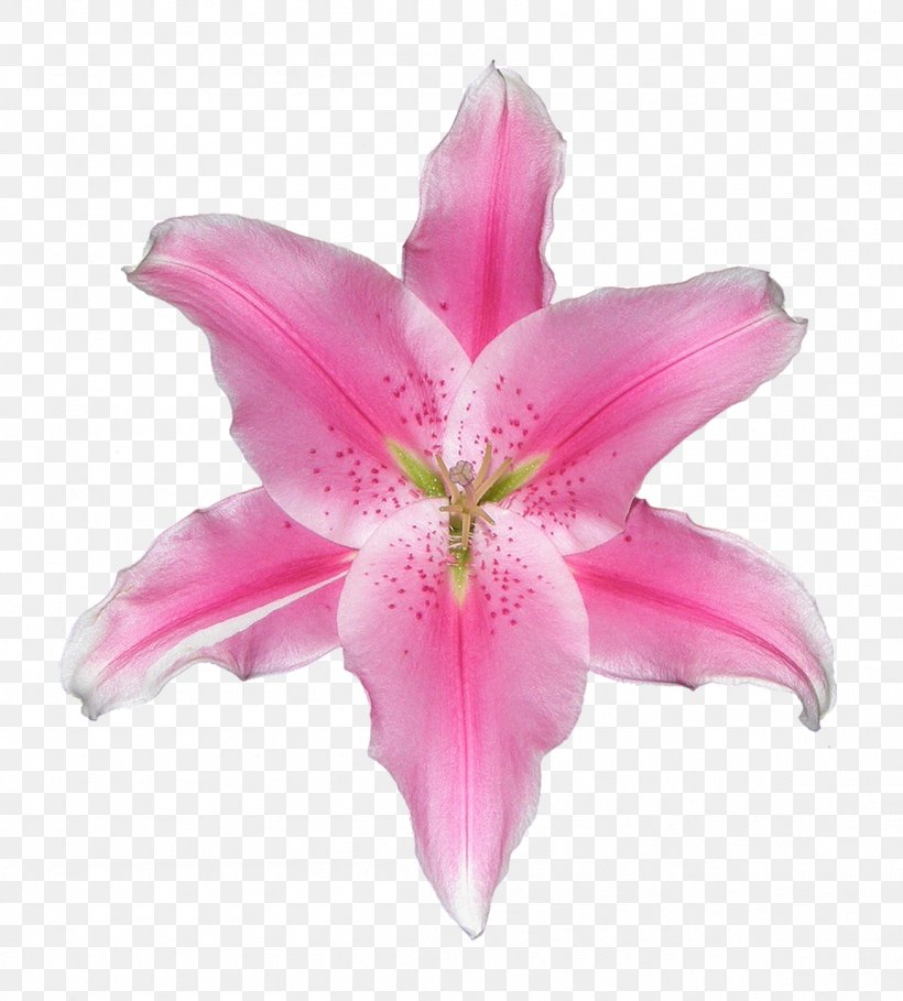 Lily Image Photograph Pixabay Pink, PNG, 1154x1280px, Lily, Amaryllis Belladonna, Amaryllis Family, Botany, Color Download Free