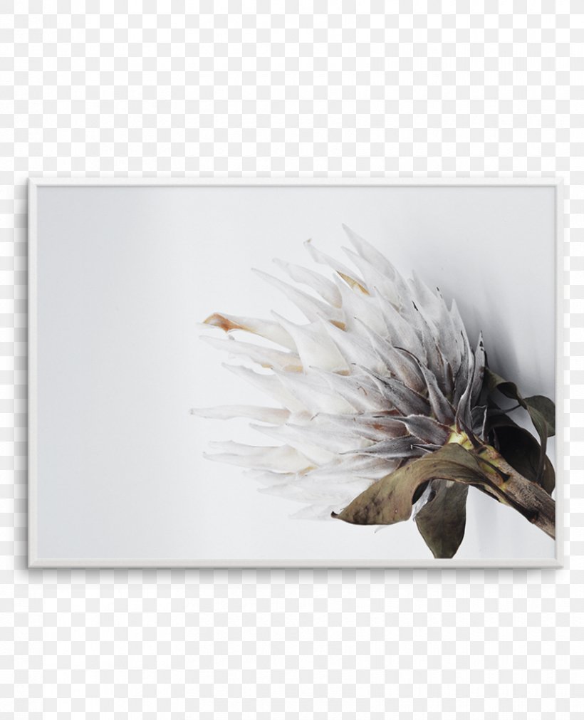 Protea Cynaroides Work Of Art Poster, PNG, 830x1024px, Protea Cynaroides, Art, Beak, Feather, Fine Art Download Free