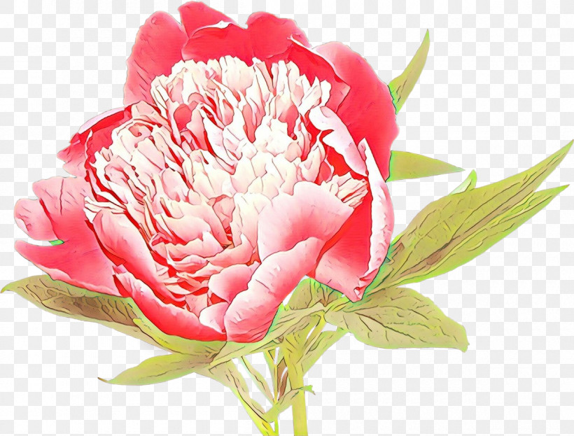 Flower Plant Petal Pink Common Peony, PNG, 1200x912px, Flower, Carnation, Chinese Peony, Common Peony, Cut Flowers Download Free