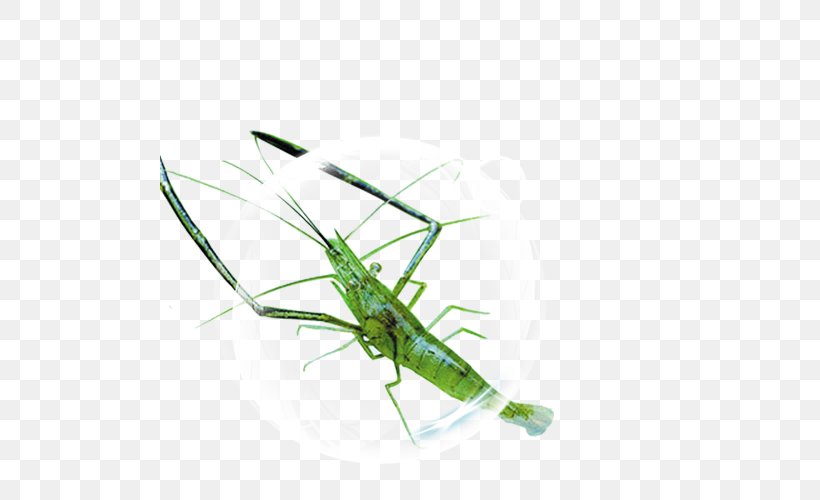 Grasshopper Palinurus Shrimp, PNG, 500x500px, Grasshopper, Arthropod, Copyright, Cricket, Cricket Like Insect Download Free