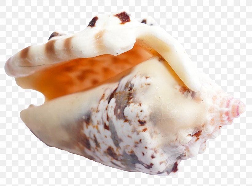 Ice Cream Seashell, PNG, 1486x1098px, Ice Cream, Conch, Conchology, Dessert, Frozen Dessert Download Free