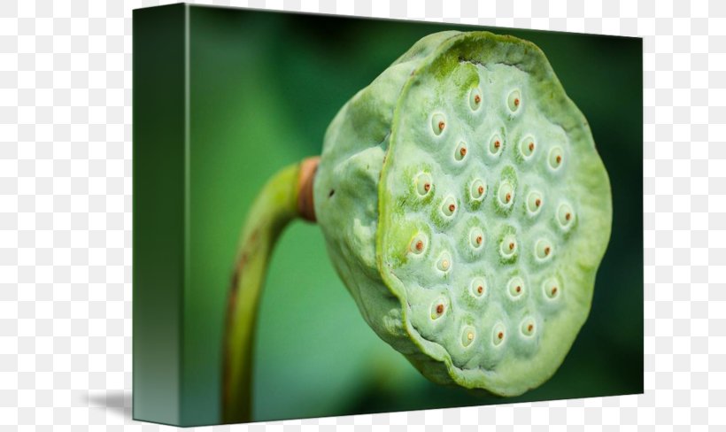 Lotus Seed Nelumbo Nucifera Trypophobia Plant Pathology, PNG, 650x488px, Lotus Seed, Cutaneous Condition, Disease, Fruit, Lotus Download Free