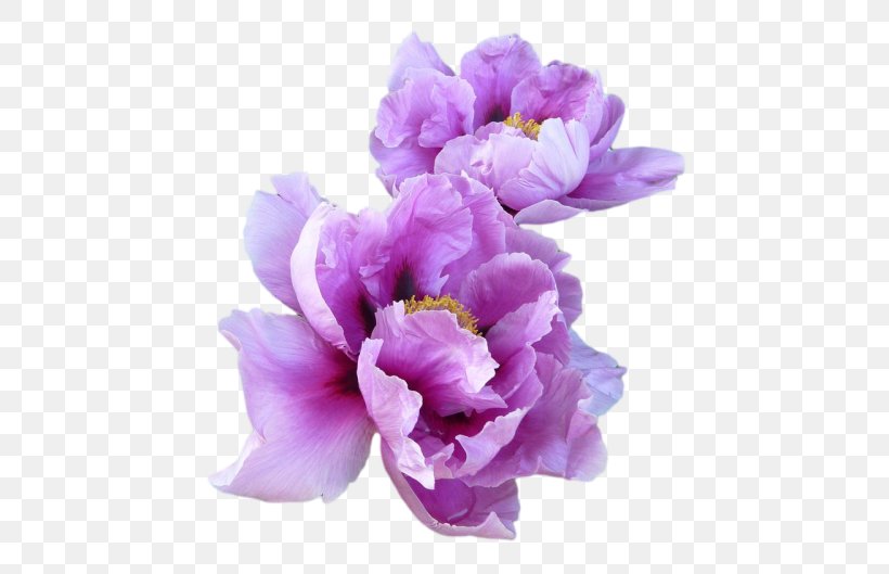 T-shirt Paper Lavender Flower Peony, PNG, 500x529px, Tshirt, Blossom, Child, Color, Cut Flowers Download Free