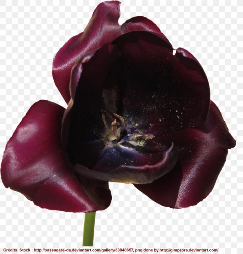 Tulip Fairy Fantastic Art, PNG, 900x943px, Tulip, Art, Artist, Breathing, Deviantart Download Free