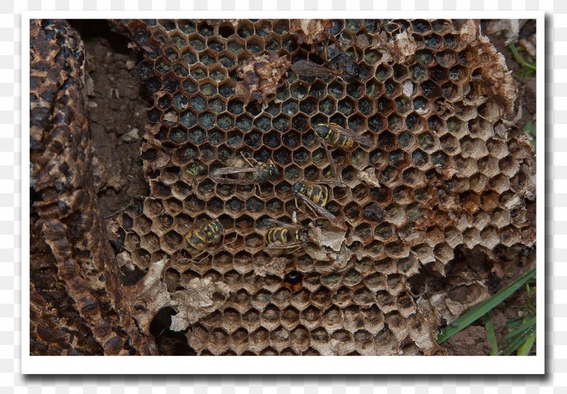 Beehive Honey Bee Wasp Hornet, PNG, 1588x1106px, Beehive, Badger, Bee, Cliche, Communicatiemiddel Download Free