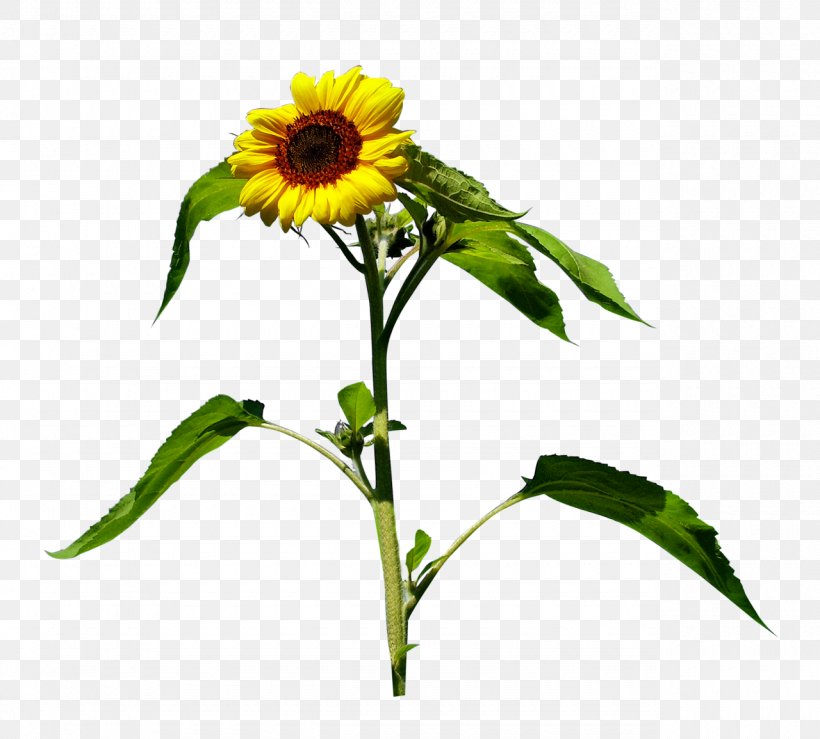 Common Sunflower Yellow Clip Art, PNG, 1280x1155px, Common Sunflower, Cut Flowers, Daisy Family, Flower, Flowering Plant Download Free