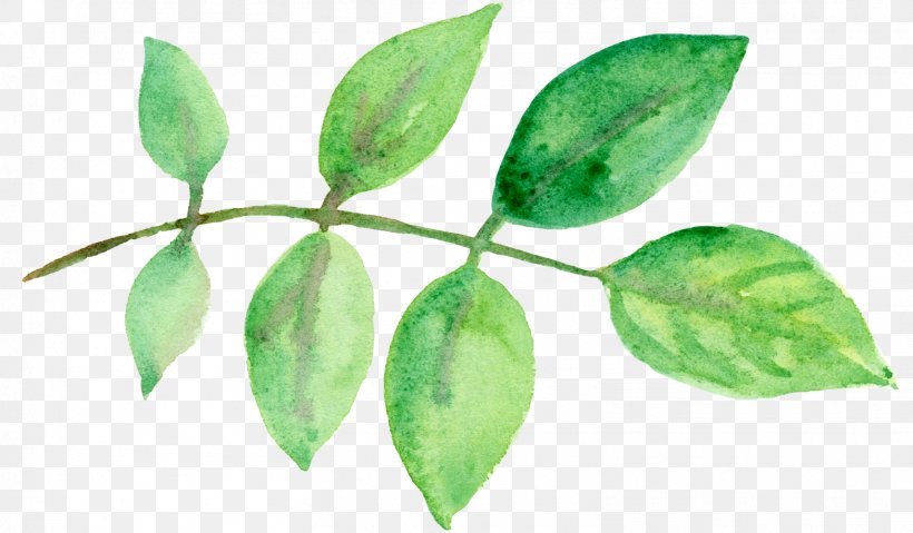 Leaf Watercolor: Flowers Watercolor Painting Green, PNG, 1567x917px, Leaf, Branch, Color, Gratis, Green Download Free