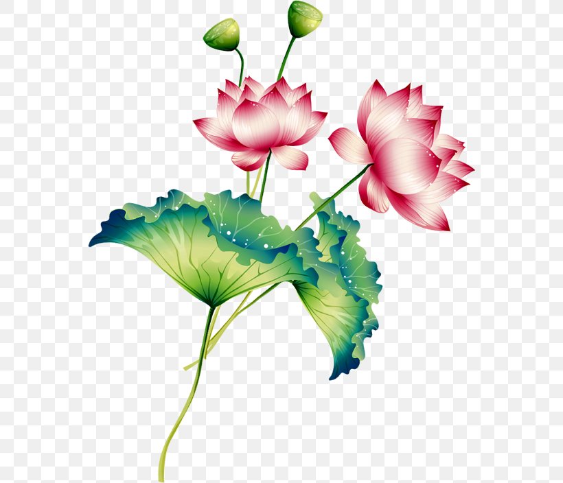 Nelumbo Nucifera Clip Art, PNG, 564x704px, Nelumbo Nucifera, Anemone, Cut Flowers, Designer, Floral Design Download Free