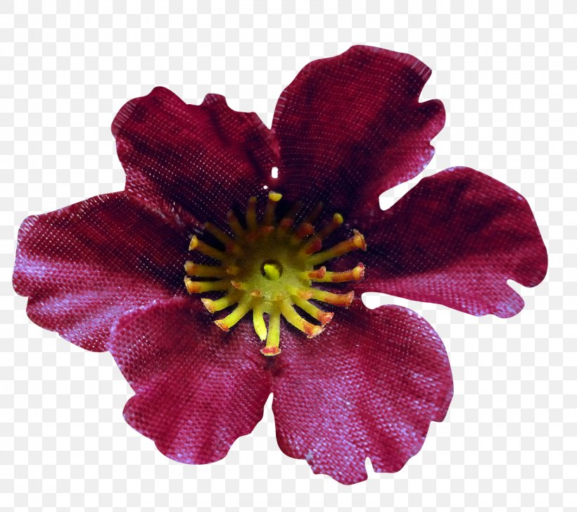 Petal Adobe Photoshop Cut Flowers Magenta, PNG, 1600x1420px, Petal, Anemone, Chocolote Cosmos, Cinquefoil, Cut Flowers Download Free
