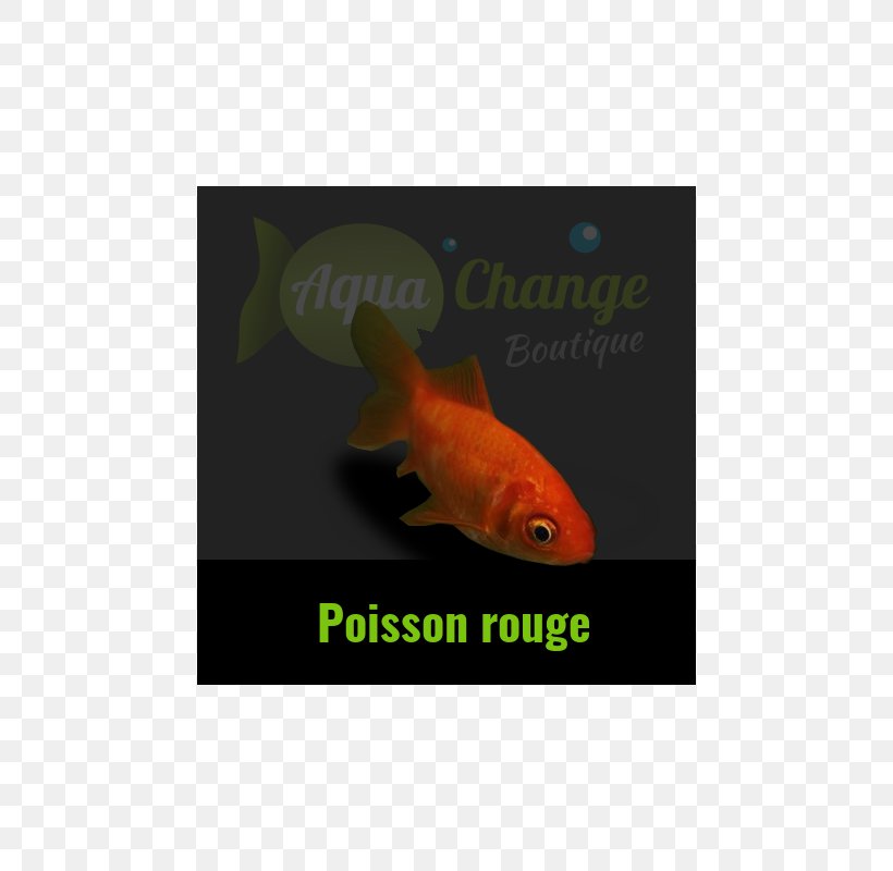 Shubunkin Comet Koi Feeder Fish, PNG, 800x800px, Shubunkin, Aquarium, Bony Fish, Comet, Ecommerce Download Free