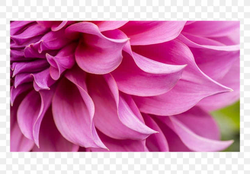 Stock Photography Floral Design Petal Flower, PNG, 1200x838px, Stock Photography, Computer, Cut Flowers, Dahlia, Floral Design Download Free