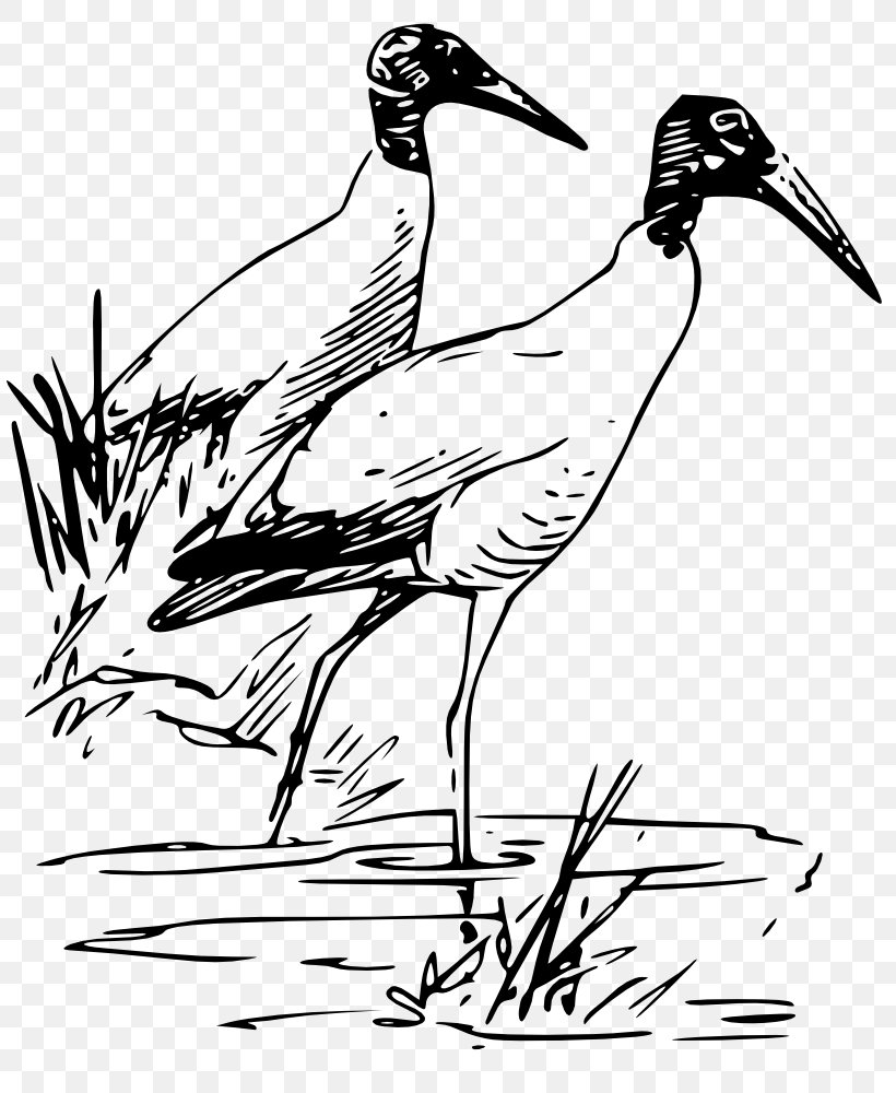 Bird Drawing Wood Stork Ibis Clip Art, PNG, 817x1000px, Bird, American White Ibis, Art, Beak, Black And White Download Free