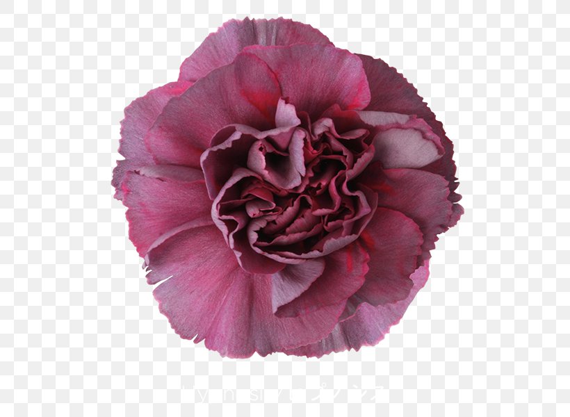 Carnation Cut Flowers Pink Violet, PNG, 600x600px, Carnation, Centifolia Roses, Colibri Flowers Sa, Cut Flowers, Flower Download Free