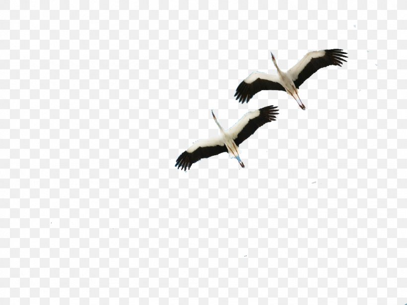 Crane Bird Icon, PNG, 1024x768px, Crane, Animal, Beak, Bird, Computer Download Free