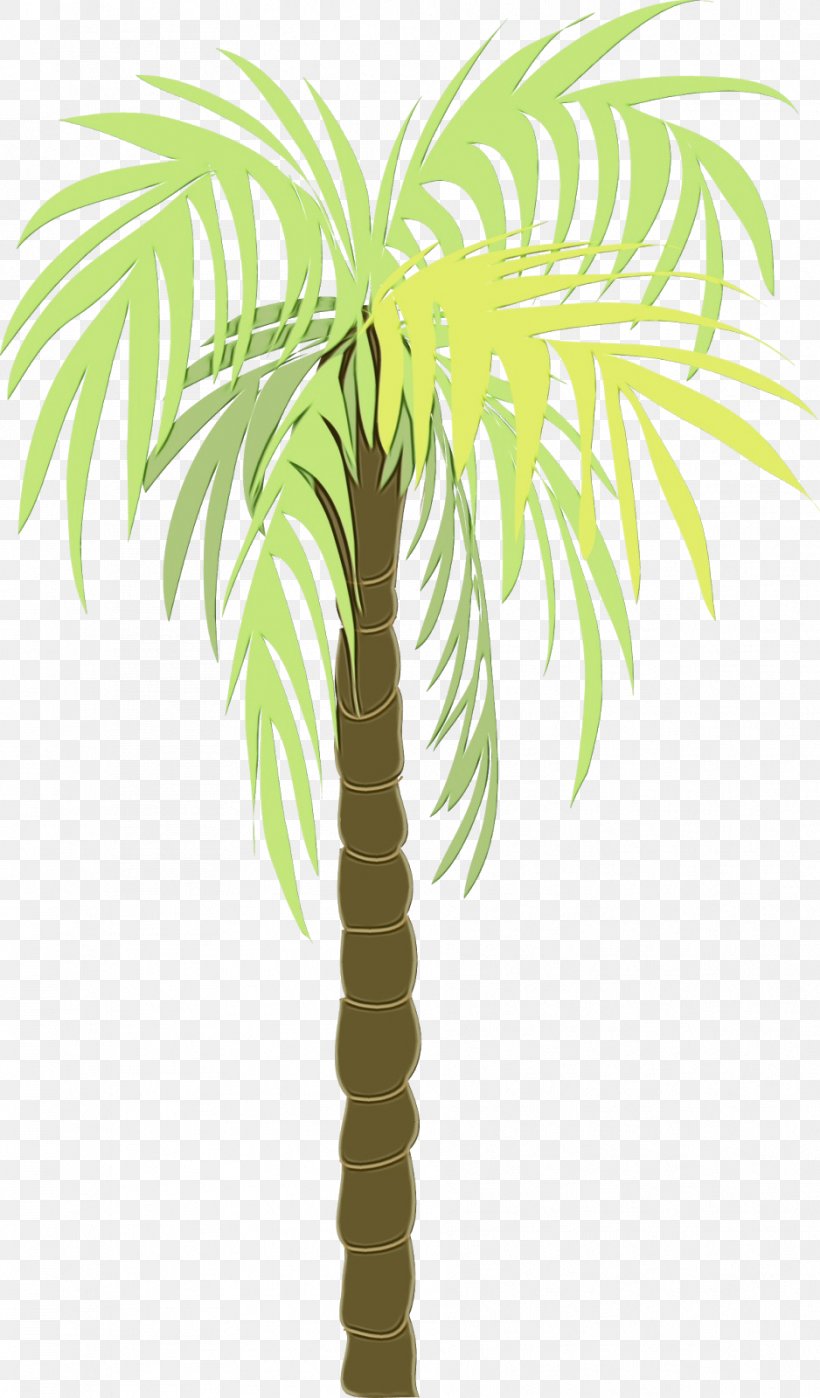 Date Tree Leaf, PNG, 938x1600px, Asian Palmyra Palm, Arecales, Attalea Speciosa, Borassus, Coconut Download Free