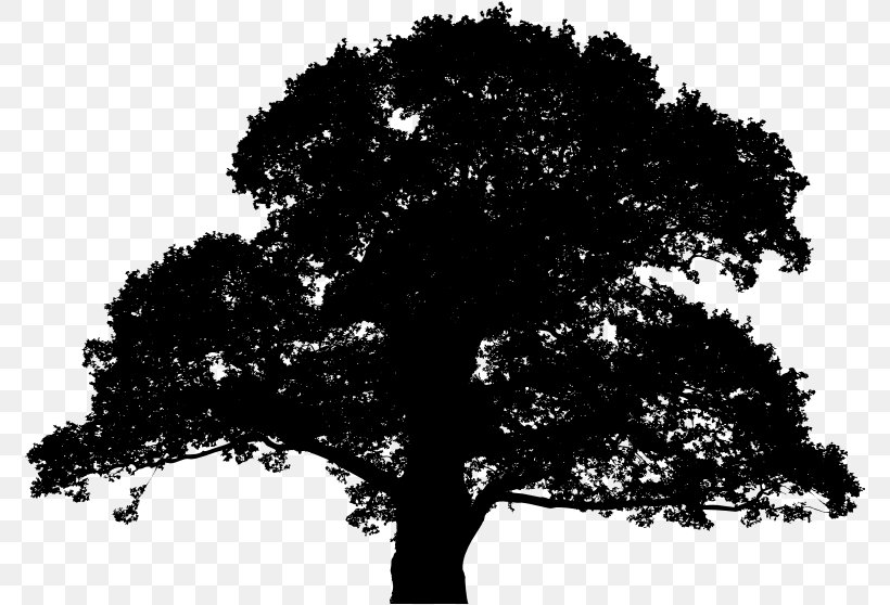 English Oak Tree Sessile Oak Plant, PNG, 774x558px, English Oak, Acorn, Bark, Black And White, Branch Download Free