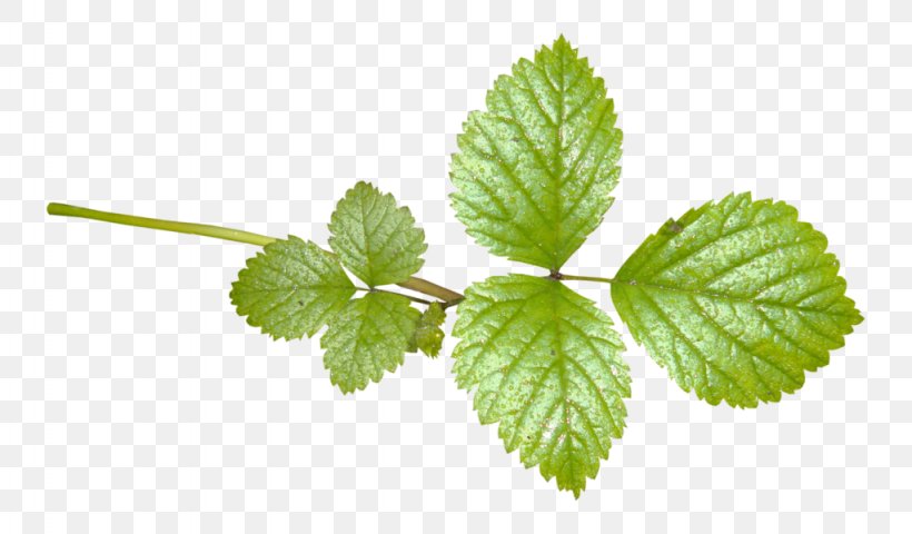 Peppermint Spearmint Lemon Balm Herb Leaf, PNG, 1024x600px, Peppermint, Elm, Essential Oil, Flower, Flowering Plant Download Free