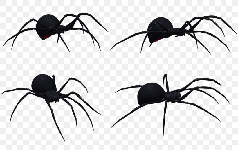 Redback Spider Southern Black Widow Clip Art, PNG, 1024x645px, Spider, Arachnid, Art, Arthropod, Black And White Download Free