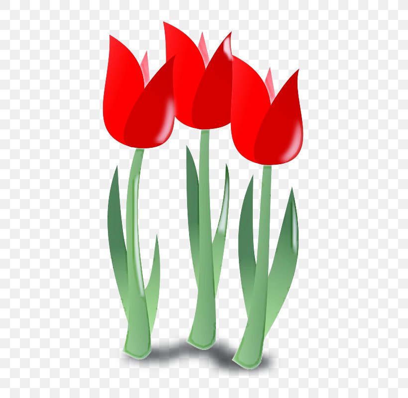 Tulip Flower Plant Petal Lady Tulip, PNG, 800x800px, Tulip, Flower, Flowering Plant, Lady Tulip, Leaf Download Free