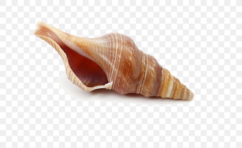 Wenningstedt-Braderup Conch Gratis, PNG, 725x501px, Conch, Apartment, Conchology, Gratis, Mollusc Shell Download Free