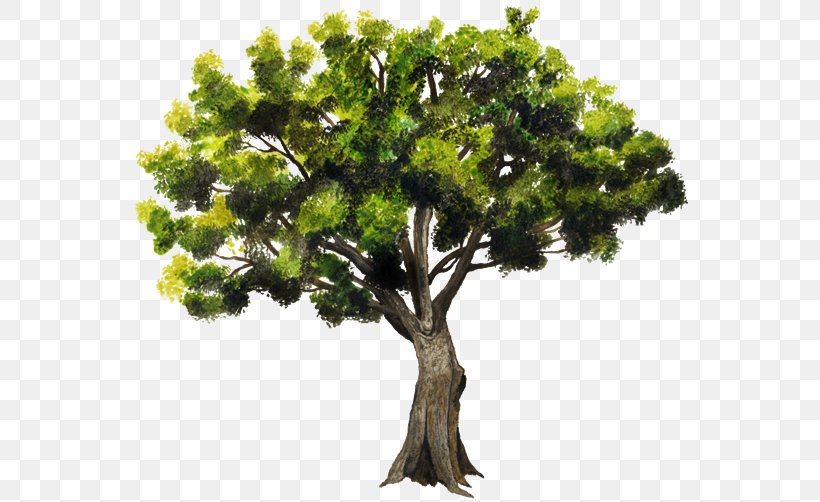 Branch Accroforest Peyrins Tree Pointleaf Manzanita Ehretia Tinifolia, PNG, 750x502px, Branch, Adventure Park, Bark, Crown, Follaje Download Free