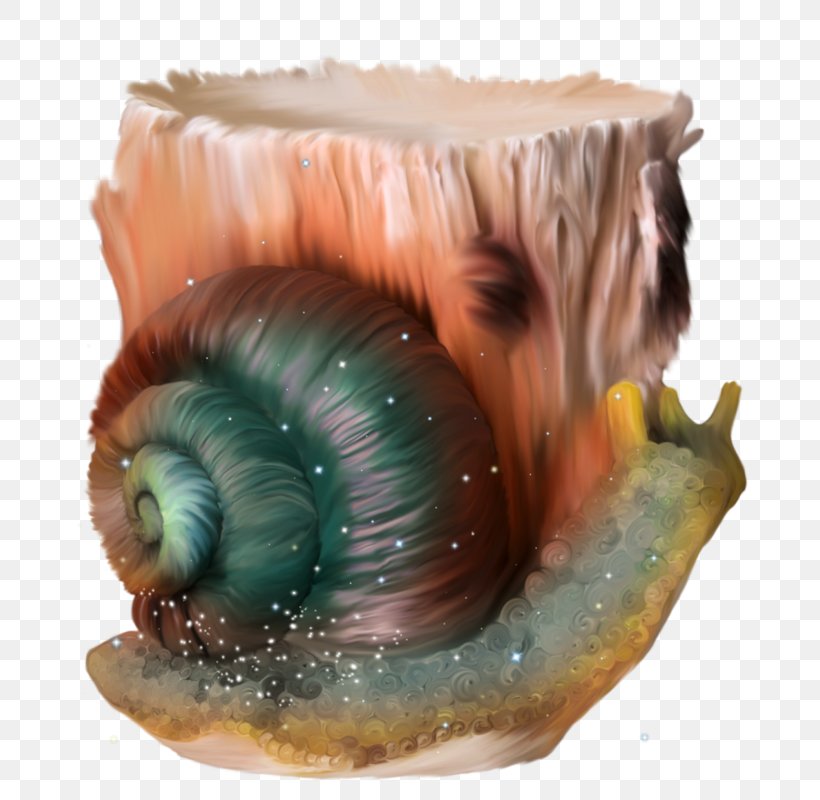 Escargot Snail Orthogastropoda, PNG, 768x800px, Escargot, Cartoon, Designer, Google Images, Organism Download Free