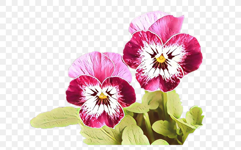 Flower Petal Pansy Plant Violet, PNG, 640x510px, Flower, Magenta, Pansy, Petal, Plant Download Free