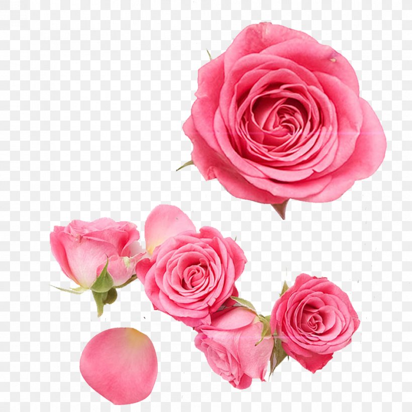 Garden Roses Centifolia Roses Beach Rose Pink Petal, PNG, 945x945px, Garden Roses, Artificial Flower, Beach Rose, Centifolia Roses, Cut Flowers Download Free