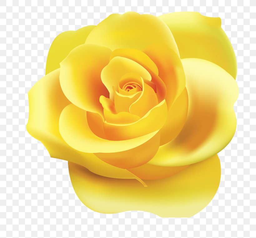 Rose Desktop Wallpaper Yellow Clip Art, PNG, 800x763px, Rose, Blue, Blue Rose, Close Up, Computer Download Free