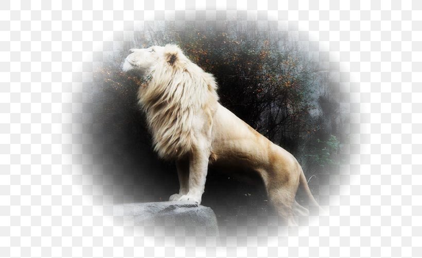 White Lion Tiger Desktop Wallpaper Image Cat, PNG, 628x502px, White Lion, Animal, Big Cat, Big Cats, Blingee Download Free
