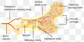 Remodeling - Long Bone Human Skeleton FrauÃ°bein Cross Section PNG
