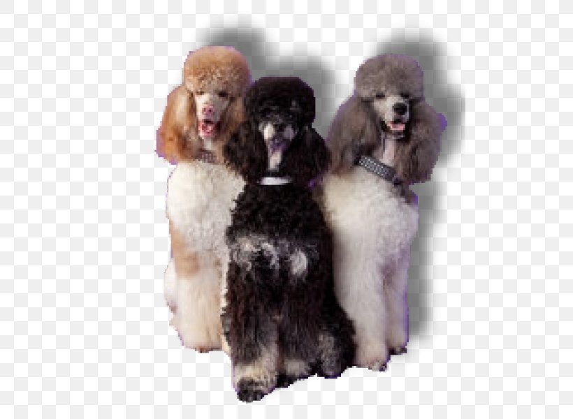 Standard Poodle Miniature Poodle Toy Poodle Barbet, PNG, 513x600px, Standard Poodle, Barbet, Breed, Carnivoran, Companion Dog Download Free