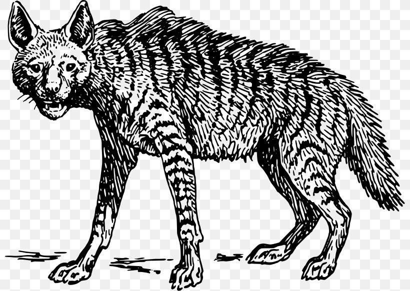 Striped Hyena Spotted Hyena Scavenger Clip Art, PNG, 800x583px, Hyena, Animal, Animal Figure, Big Cats, Black And White Download Free