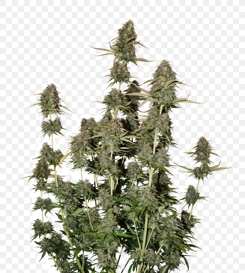 Autoflowering Cannabis Cannabis Sativa Seed Cannabis Cultivation Feminized Cannabis, PNG, 800x911px, Autoflowering Cannabis, Cannabidiol, Cannabis Cultivation, Cannabis Ruderalis, Cannabis Sativa Download Free