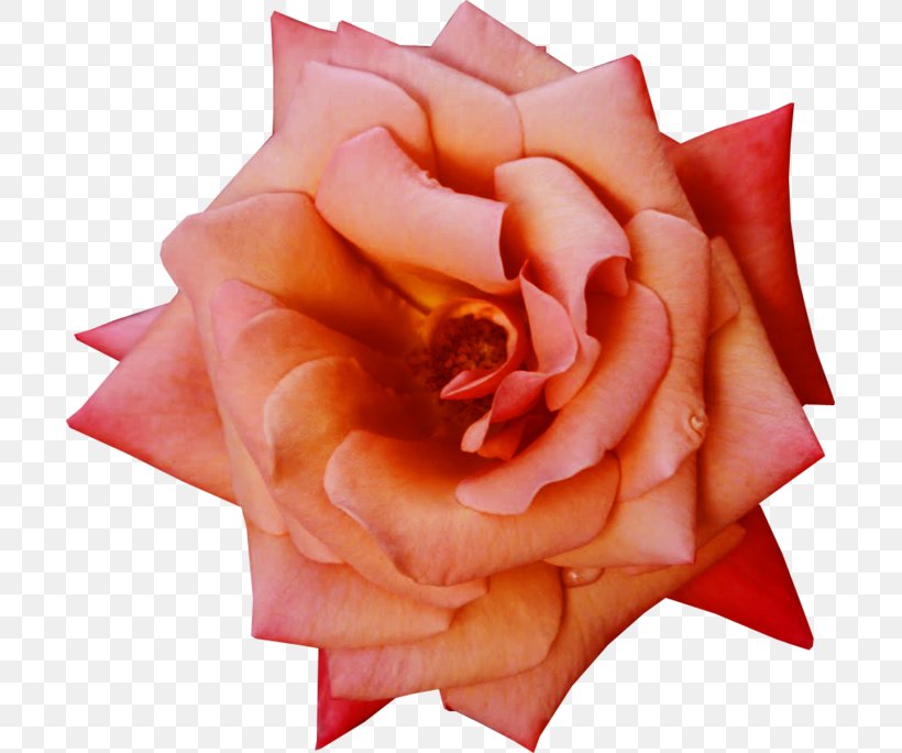 Garden Roses Flower Petal, PNG, 699x684px, Garden Roses, Close Up, Cut Flowers, Floribunda, Flower Download Free