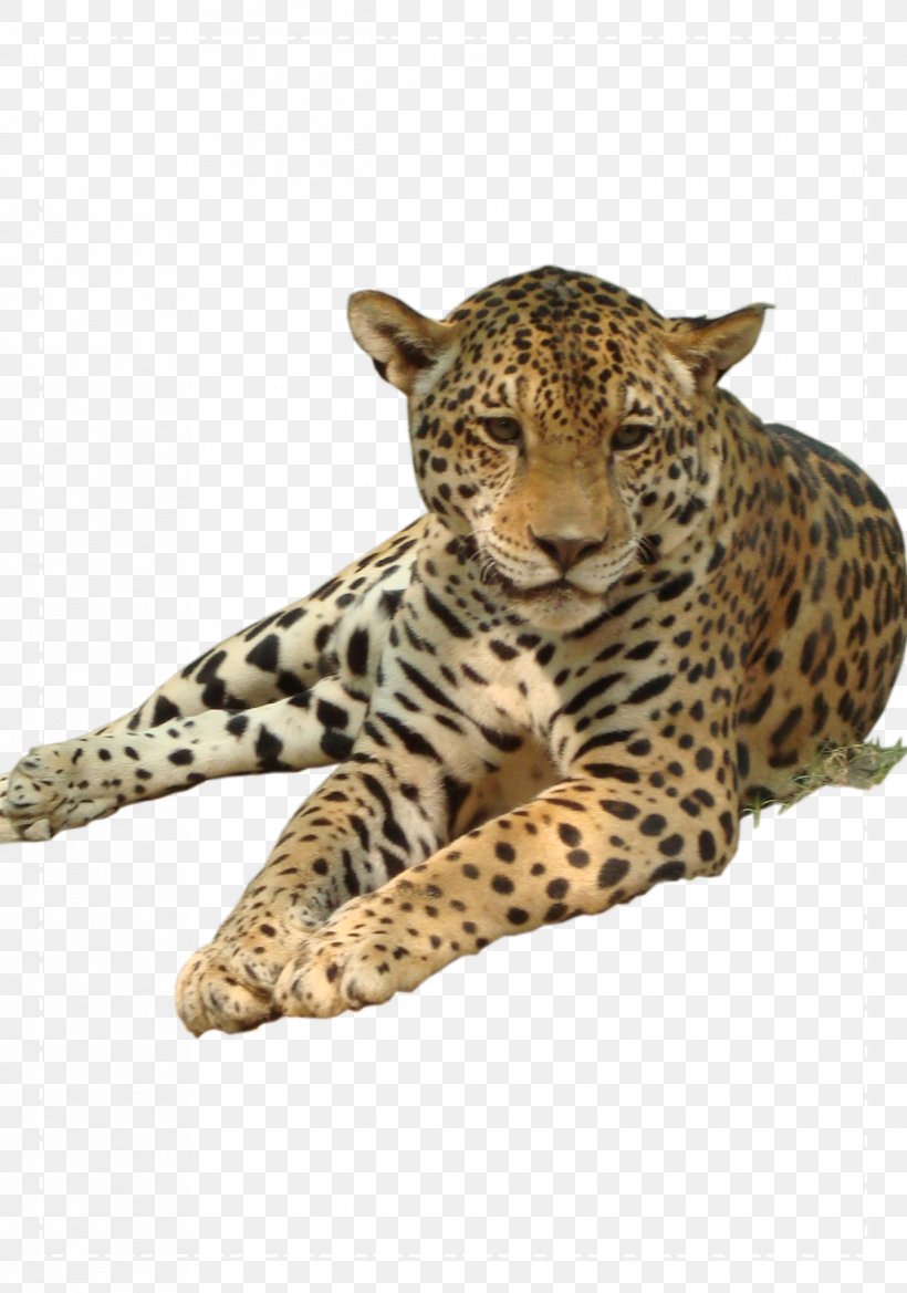 Leopard Clip Art, PNG, 1218x1737px, Leopard, Big Cats, Carnivoran, Cat Like Mammal, Cheetah Download Free