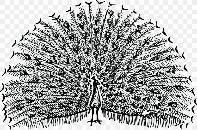 Pavo Clip Art, PNG, 4000x2648px, Pavo, Art, Black And White, Feather, Leaf Download Free