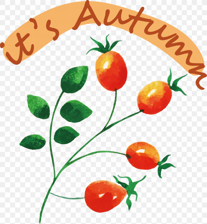 Tomato, PNG, 4498x4859px, Tomato, Fruit, Local Food, Natural Food, Superfood Download Free