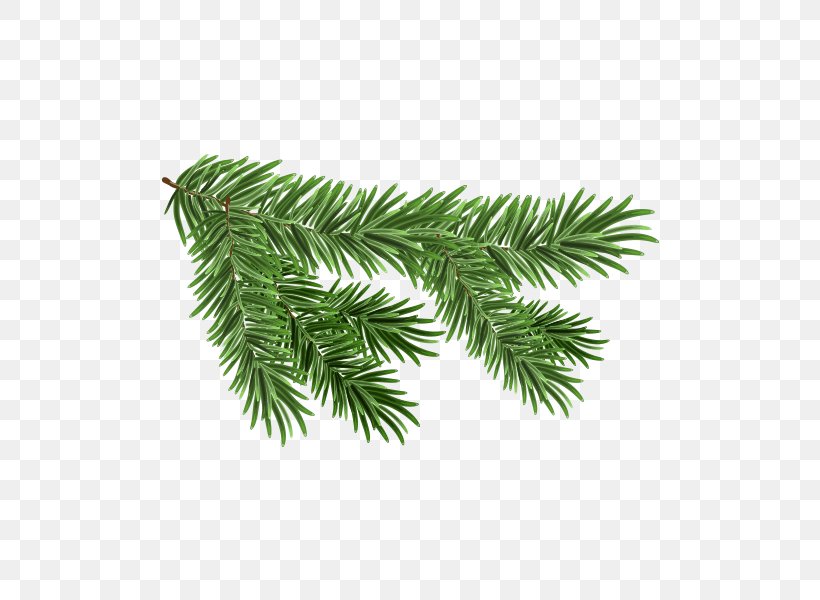 White Spruce Branch Royalty-free Clip Art, PNG, 600x600px, White Spruce, Branch, Christmas Ornament, Conifer, Conifer Cone Download Free