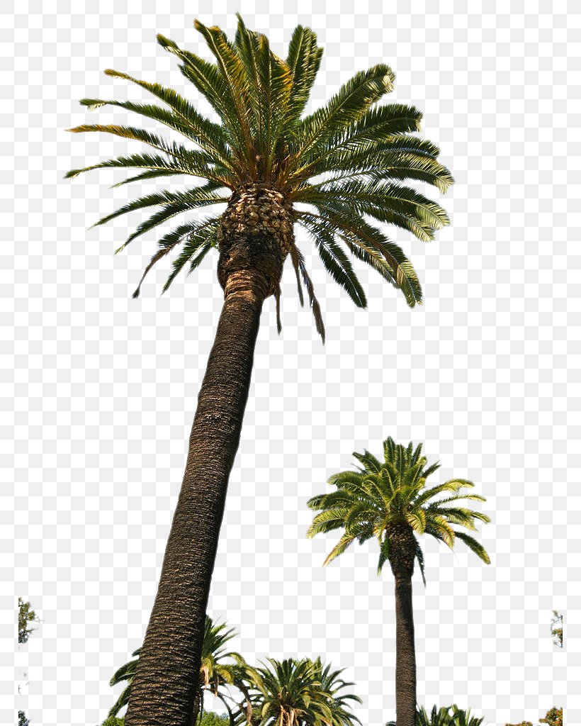 Asian Palmyra Palm Palm Trees Babassu Date Palm, PNG, 768x1024px, Asian Palmyra Palm, Arecales, Attalea, Attalea Speciosa, Babassu Download Free