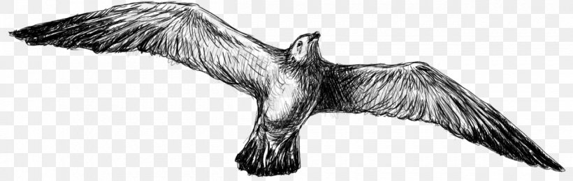 Bald Eagle Bird Feather Beak Vulture, PNG, 1260x400px, Bald Eagle, Artwork, Beak, Bird, Bird Of Prey Download Free
