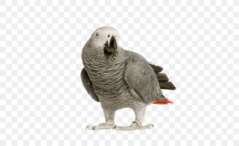 Bird Food Cockatiel ZuPreem Pet, PNG, 500x500px, Bird, African Grey, Avian Veterinarian, Beak, Bird Food Download Free