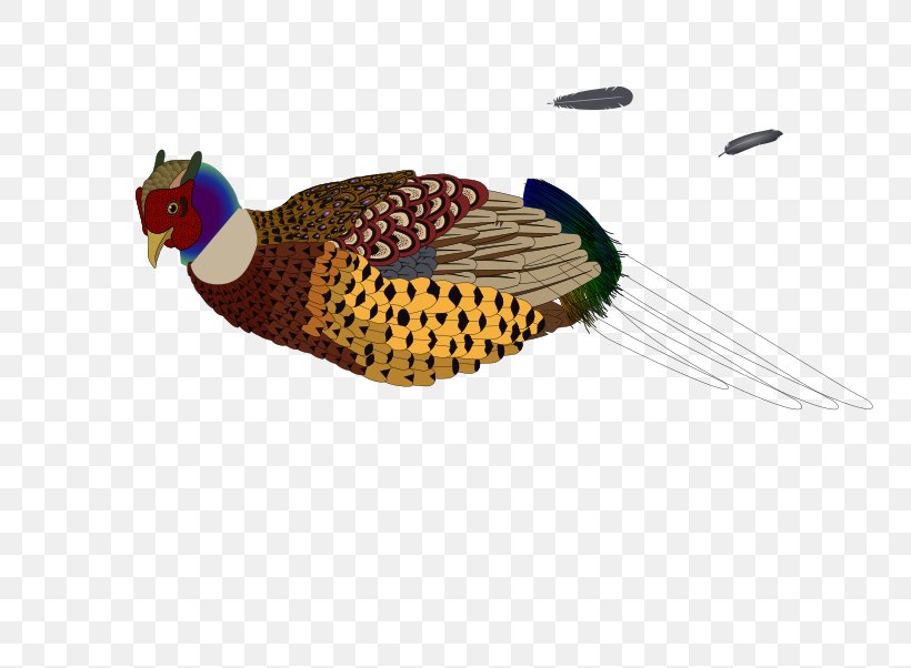 Bird Pheasant Clip Art, PNG, 800x602px, Bird, Beak, Drawing, Fauna, Feather Download Free